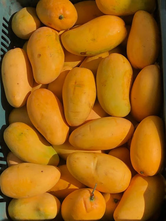 Sindri Premium Mangoes (5kg Box)