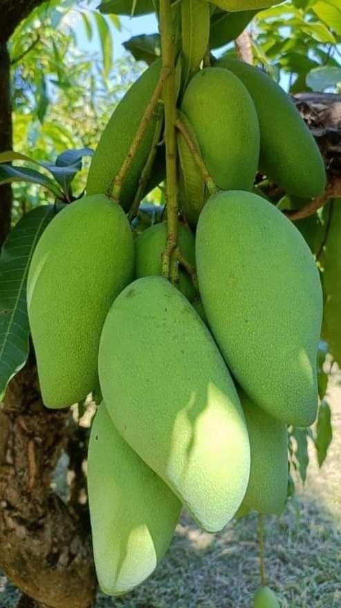 he Fragrant Classic - Traditional Langra