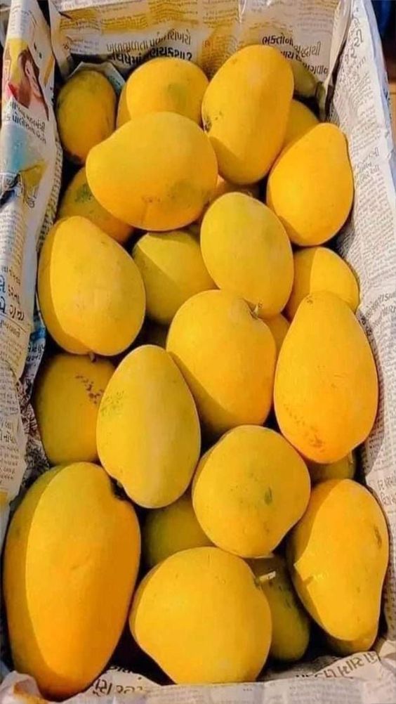Sindri Premium Mangoes (8kg Box)