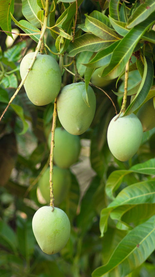 Premium Langra Mangoes (5kg Box)