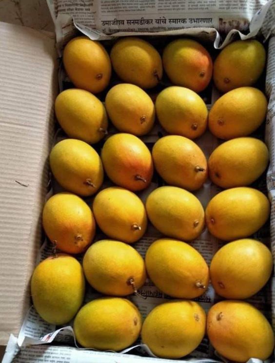 White Chaunsa Premium Mangoes (10kg Value Box)