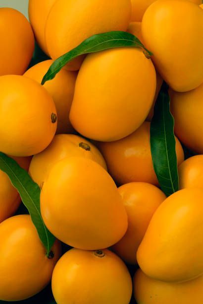 White Chaunsa Premium Mangoes (10kg Value Box)